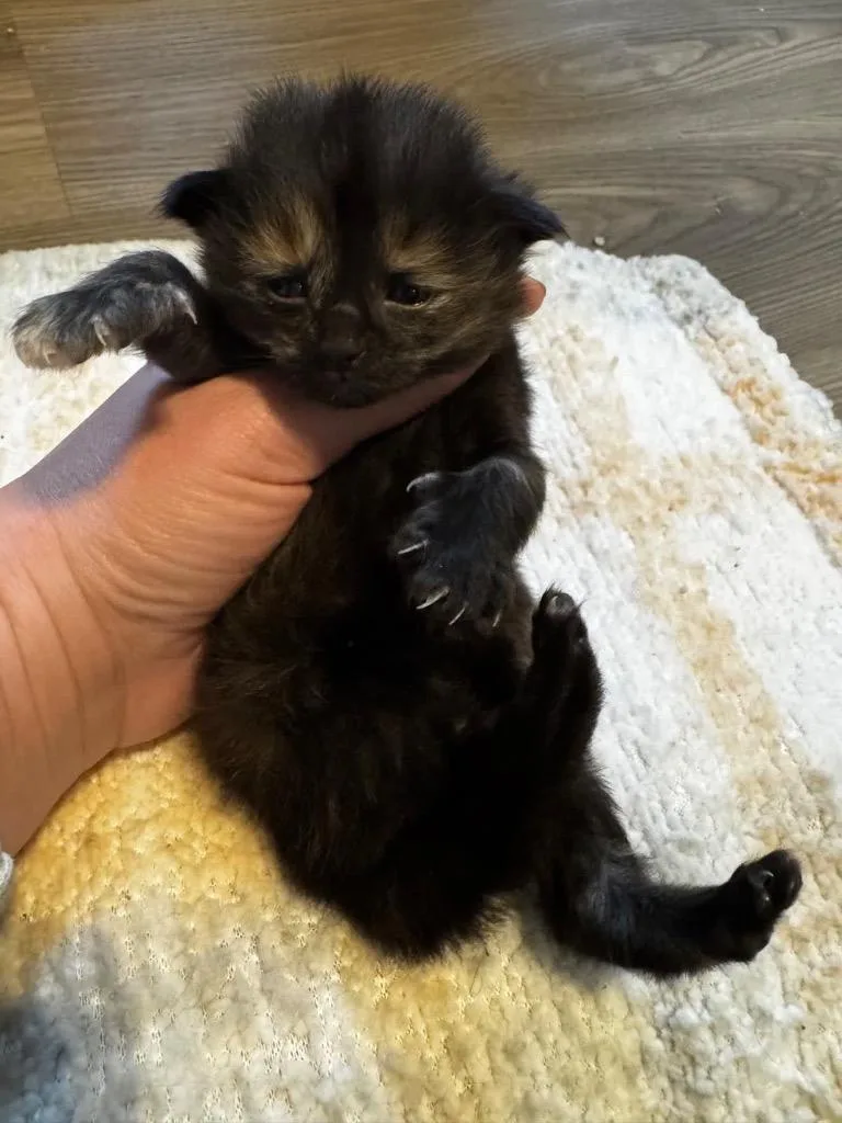 A baby medium-sized female Domestic Short Hair cat named Butterscotch for adoption in Johnson City, TN
