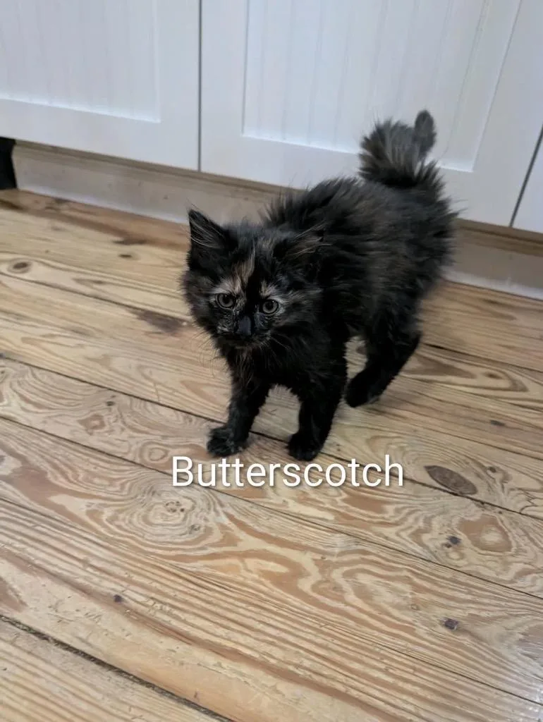 Butterscotch thumbnail 3