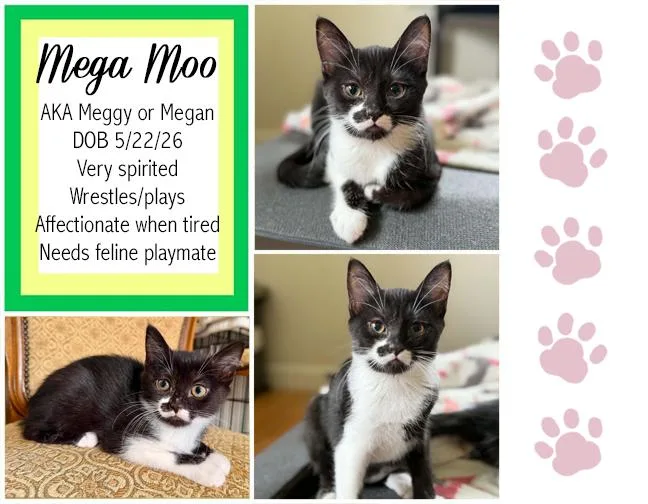 Mega Moo thumbnail 6