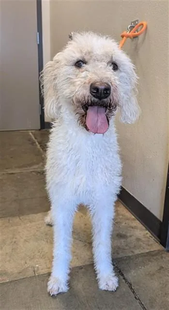 A young large-sized female Poodle dog named Sugar for adoption in Ontario, CA
