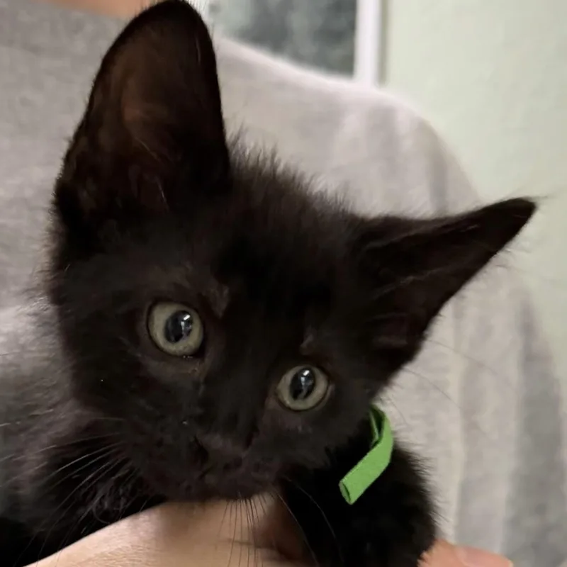 A baby medium-sized male Black Domestic Short Hair cat named Jesse James for adoption in Bulverde, TX