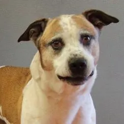 A senior medium-sized male White / Cream Boxer dog named Nacho for adoption in Rapid City, SD