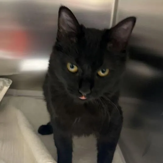 A young medium-sized female Domestic Short Hair cat named Eleganza for adoption in Asheville, NC