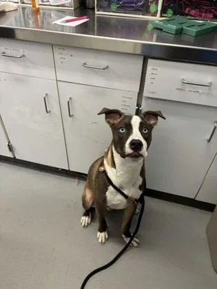 A young medium-sized male Pit Bull Terrier dog named Shiloh for adoption in Seattle, WA