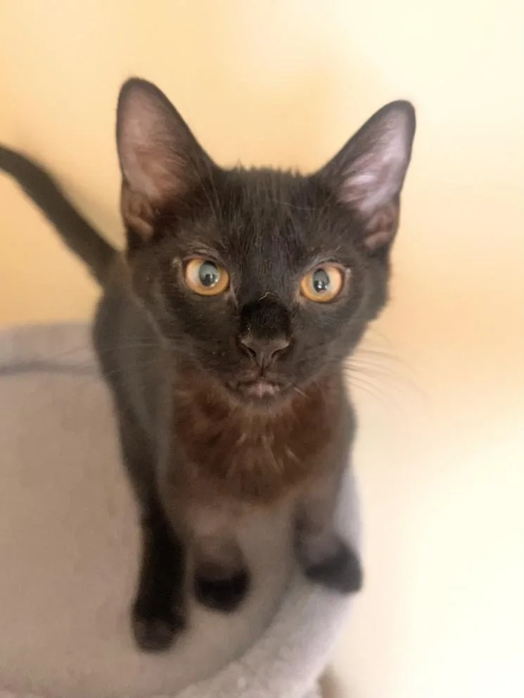 A baby small-sized male Domestic Short Hair cat named Laalaa for adoption in Hagerstown, MD
