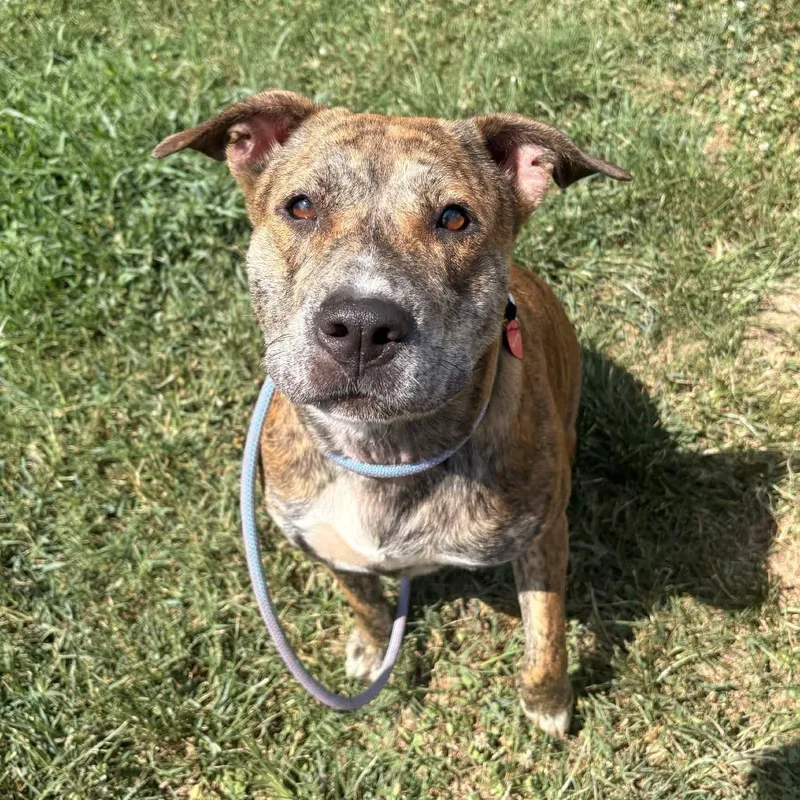 An adult large-sized female Brown / Chocolate Mixed Breed dog named Andrina for adoption in Greenville, SC