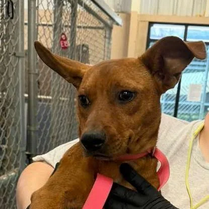 An adult small-sized male Brown / Chocolate Mixed Breed dog named Lankie for adoption in Gadsden, AL