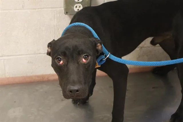 A young medium-sized male Mixed Breed dog named Tate for adoption in Columbia, SC