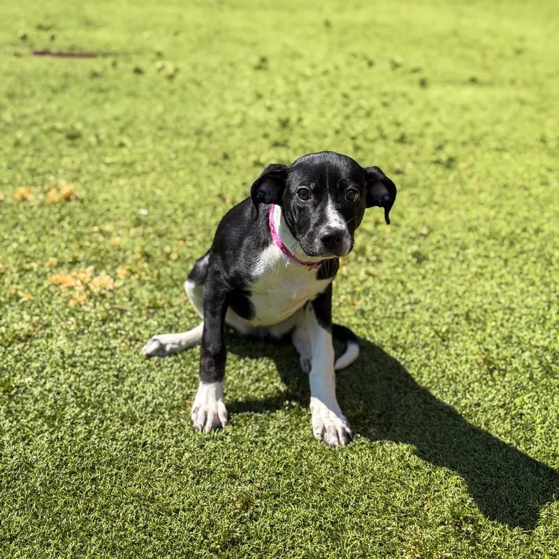 A baby medium-sized female Black Hound dog named Paisley for adoption in Gainesville, GA