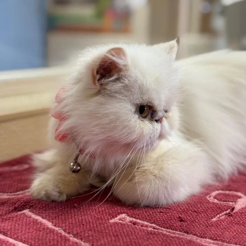 An adult medium-sized female White Persian cat named Nene for adoption in Santa Barbara, CA