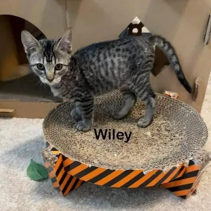 A young small-sized male Domestic Short Hair cat named Wiley for adoption in River Ridge, LA