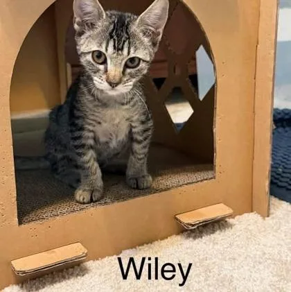 Wiley thumbnail 2