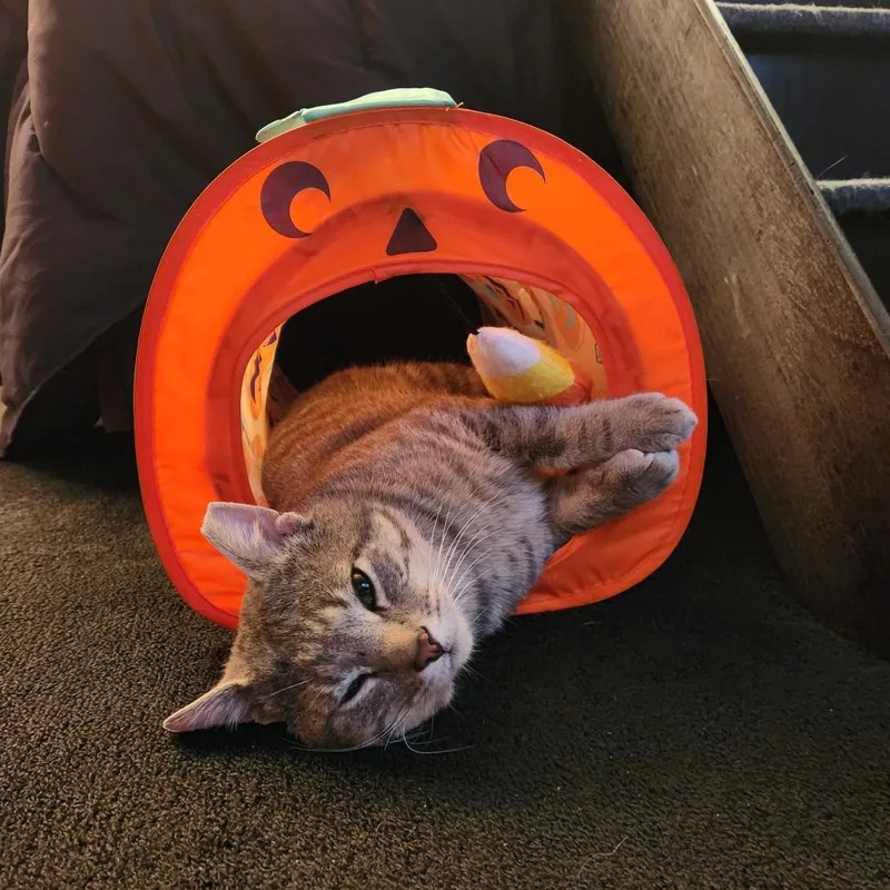 Lenny thumbnail 5