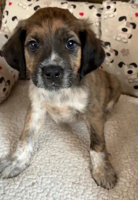 A baby medium-sized male Plott Hound dog named Nash for adoption in Hillside, IL