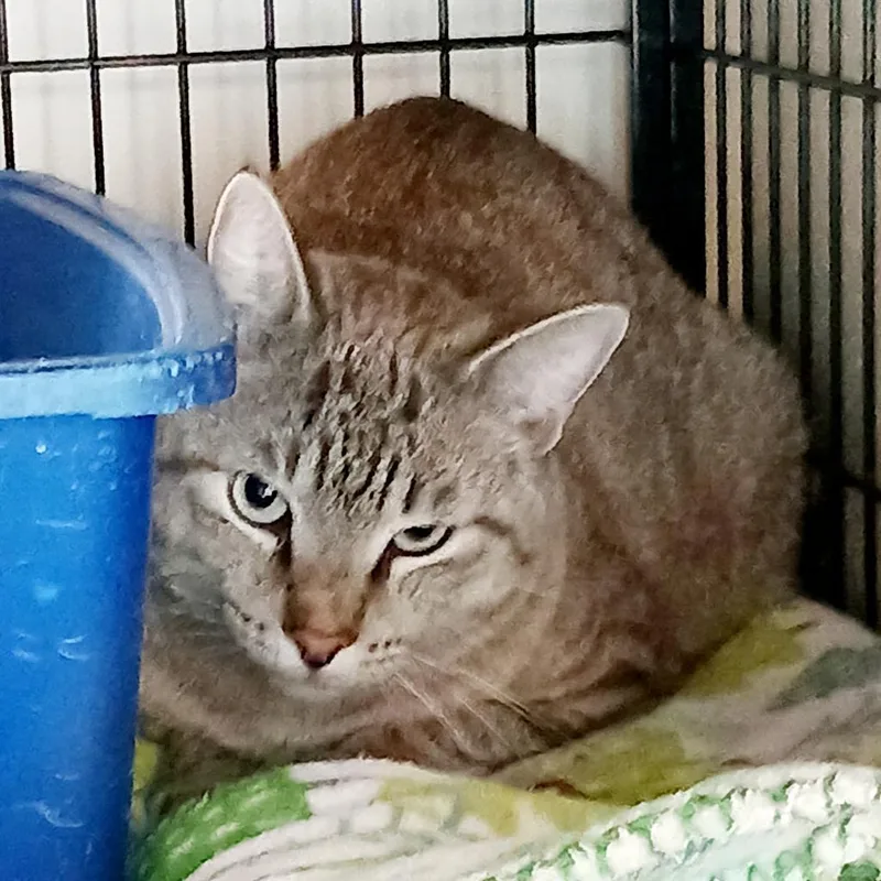 Al
