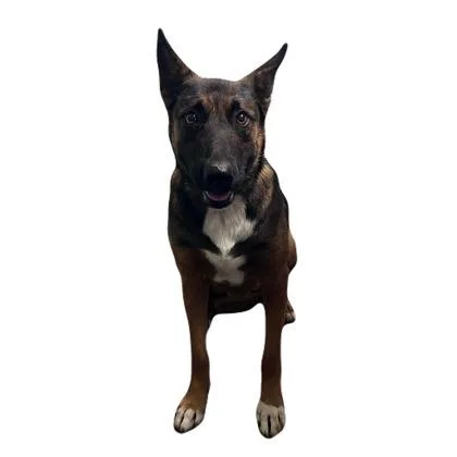 A young medium-sized female Shepherd dog named Rosa for adoption in Red Bluff, CA