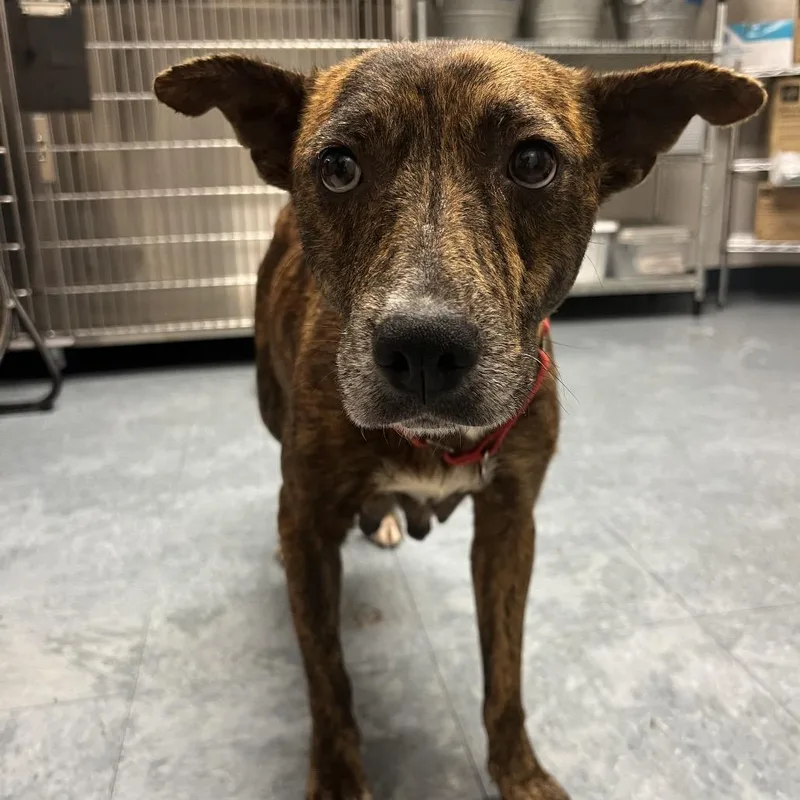 Valentines thumbnail 3