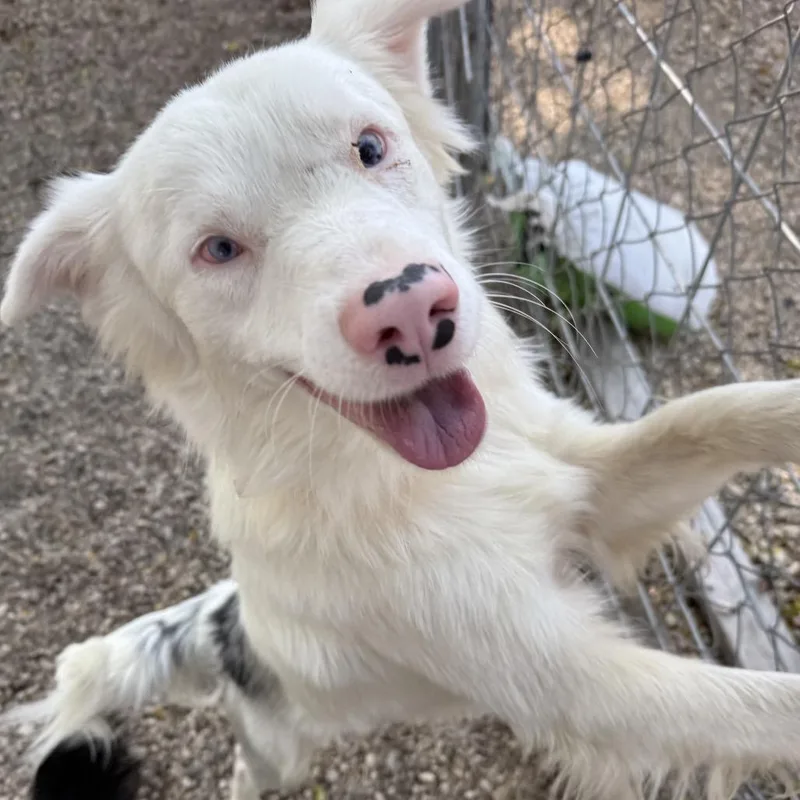 A young medium-sized male Australian Shepherd dog named Stevie for adoption in Madison, WI