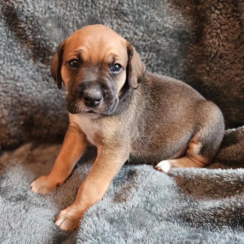 Rose Pup  Dakota thumbnail 2