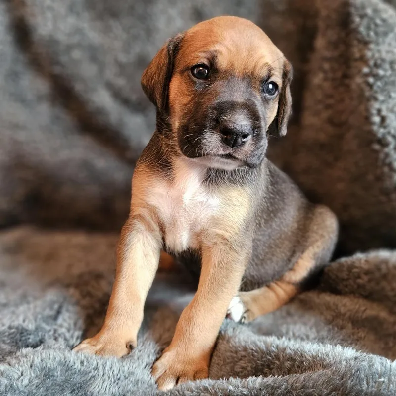 Rose Pup  Dakota thumbnail 3