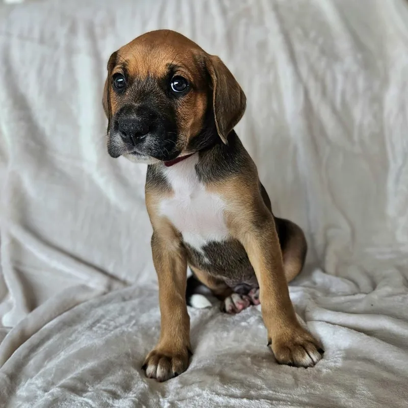 Rose Pup  Dakota thumbnail 4