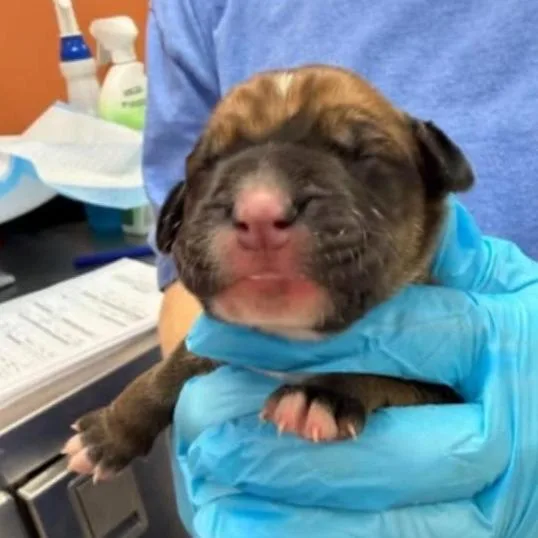 Rose Pup  Dakota thumbnail 5