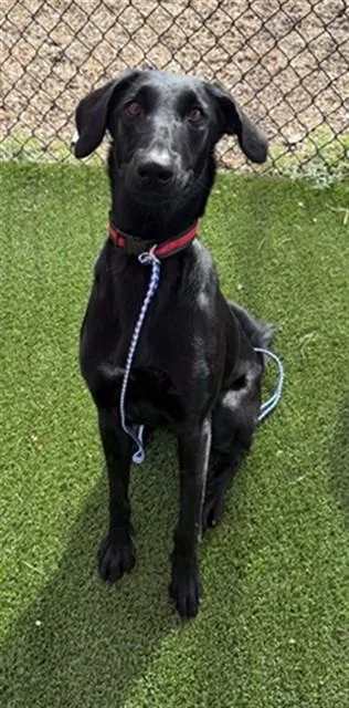 A young medium-sized female Mixed Breed dog named Juno for adoption in Jacksonville, FL