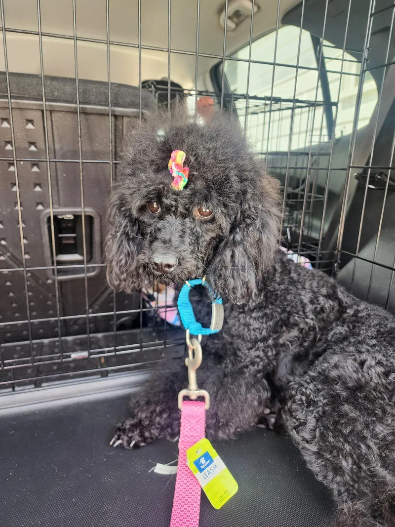 A young medium-sized female Poodle dog named Velvet for adoption in Marine City, MI