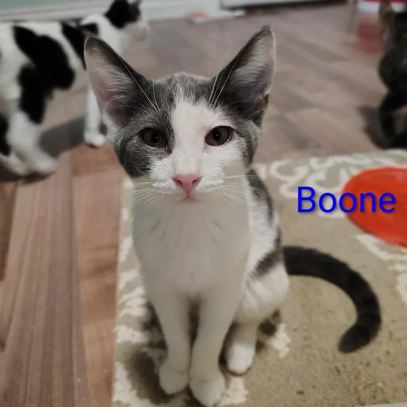 Boone