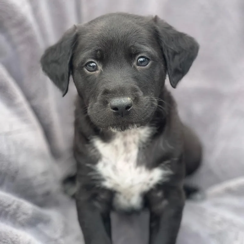 A baby large-sized male Shepherd dog named Dakota Pup  Bighorn for adoption in San Diego, CA