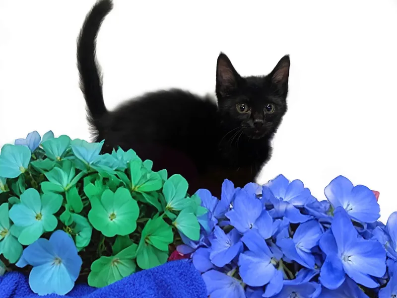 A baby medium-sized male Black Domestic Short Hair cat named Tangelo for adoption in Graham, WA