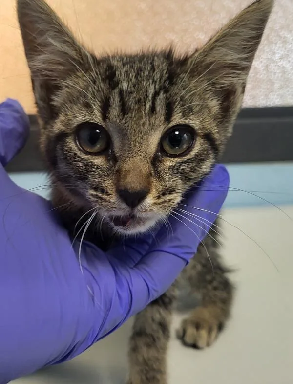 A baby small-sized female Domestic Short Hair cat named Nf for adoption in Lawrenceville, GA