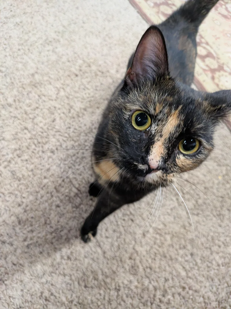 An adult medium-sized female Domestic Short Hair cat named Tortellini for adoption in Plain City, OH
