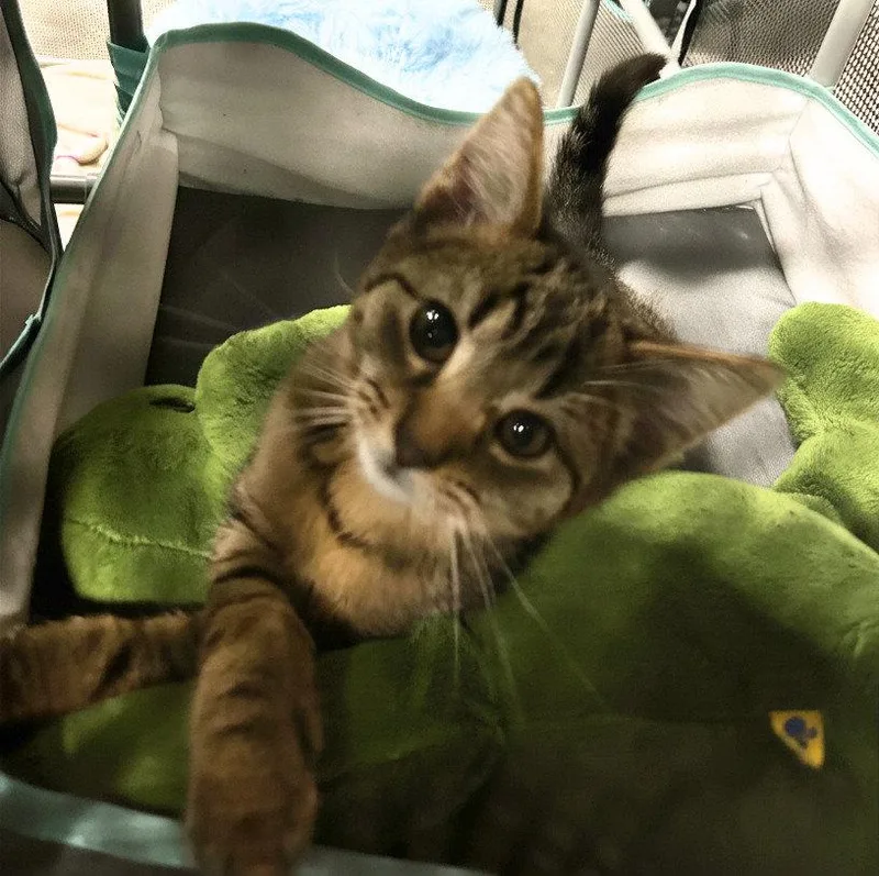 A young medium-sized male Domestic Short Hair cat named Mr. Dory for adoption in Elkins, WV