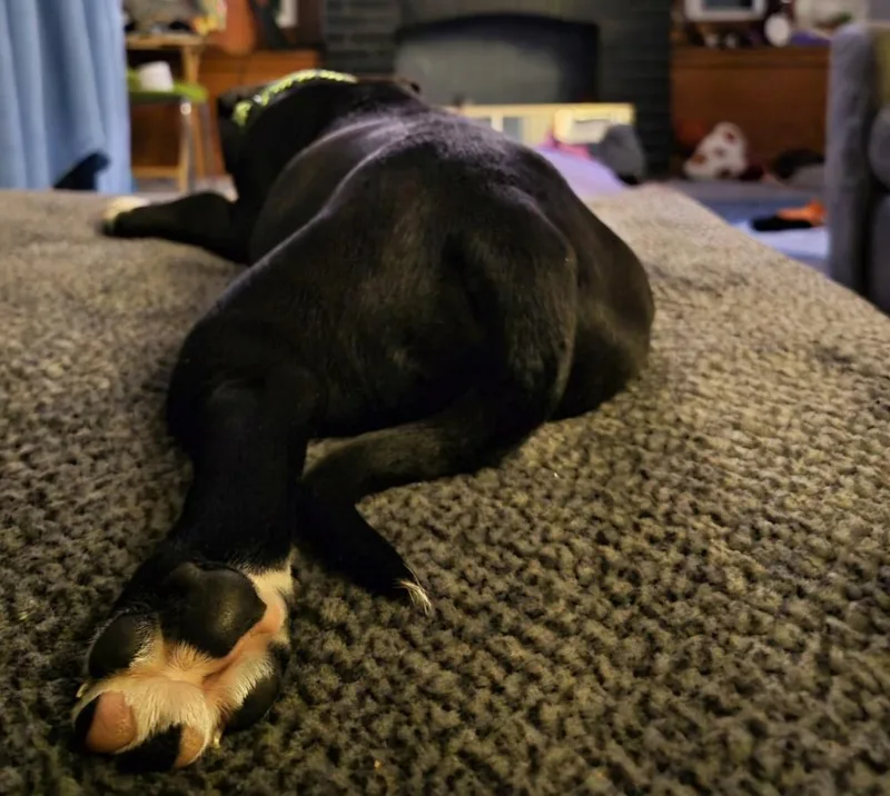 A baby medium-sized male Tricolor (Brown, Black, & White) Bullmastiff dog named Pete for adoption in Lincoln Park, MI