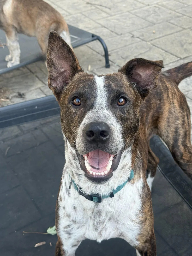 A young medium-sized male Australian Cattle Dog / Blue Heeler dog named Farmer for adoption in Fenton, MO