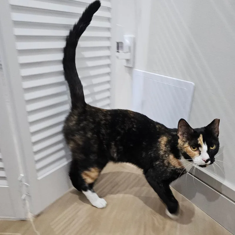 A young medium-sized female Calico Domestic Short Hair cat named Bizbee for adoption in Boston, MA