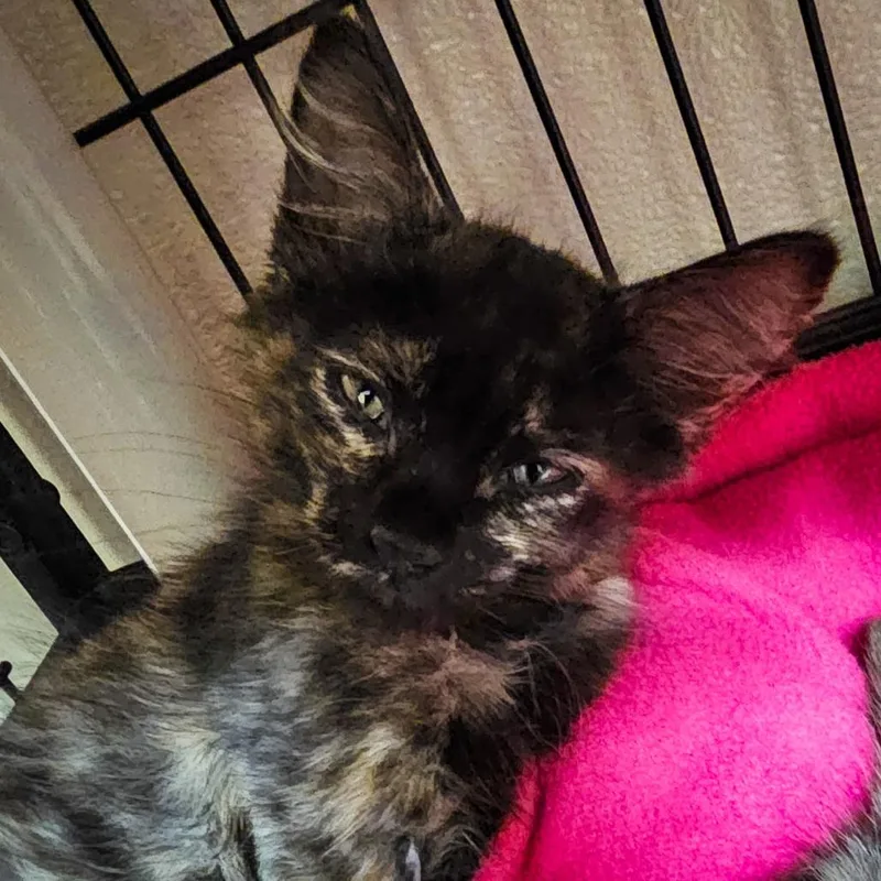 A baby small-sized female Black Domestic Medium Hair cat named Donut for adoption in Columbus, NC