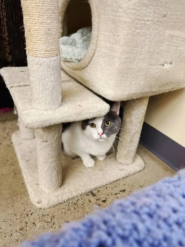An adult small-sized male Domestic Short Hair cat named Spork for adoption in Indiana, PA