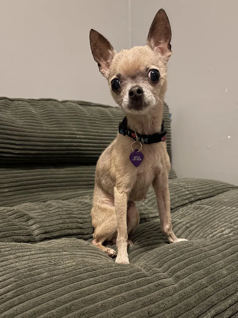 A senior small-sized female Yellow / Tan / Blond / Fawn Chihuahua dog named Fanci for adoption in Cleveland, OH