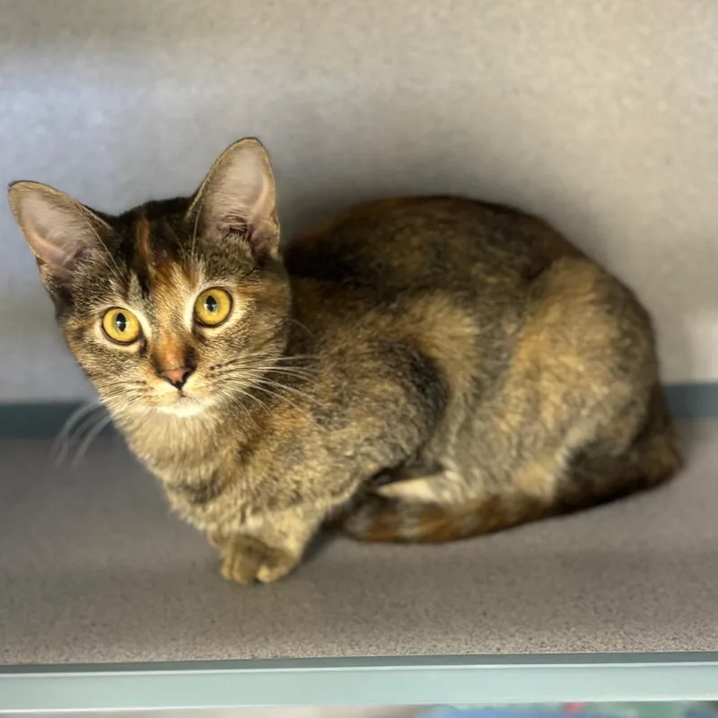 A young small-sized female Brown / Chocolate Domestic Short Hair cat named Pipper for adoption in Marshalltown, IA