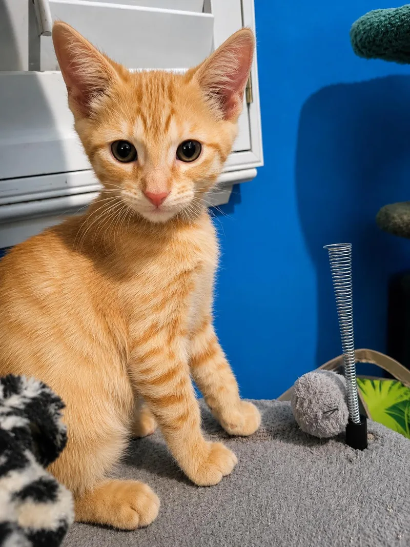 A baby small-sized male Domestic Short Hair cat named Riley for adoption in Rio Linda, CA