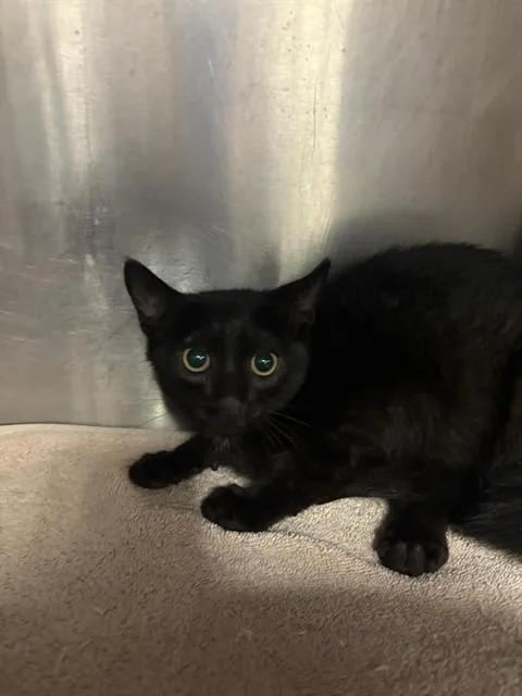A baby medium-sized female Domestic Short Hair cat named Dark Knight for adoption in Huntsville, AL