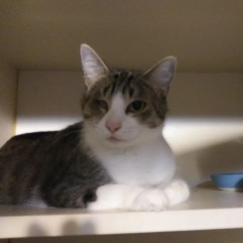 A young medium-sized female Domestic Medium Hair cat named Uno for adoption in Port Wentworth, GA
