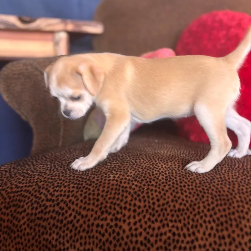 A baby small-sized female Apricot / Beige Spaniel dog named Cupcake for adoption in Seal Beach, CA