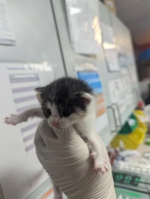 A baby small-sized female Domestic Short Hair cat named Oreo for adoption in Jacksonville, FL