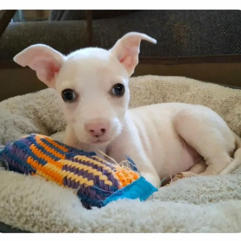 A baby small-sized female White / Cream Mixed Breed dog named Chili Pie for adoption in Alexandria, VA