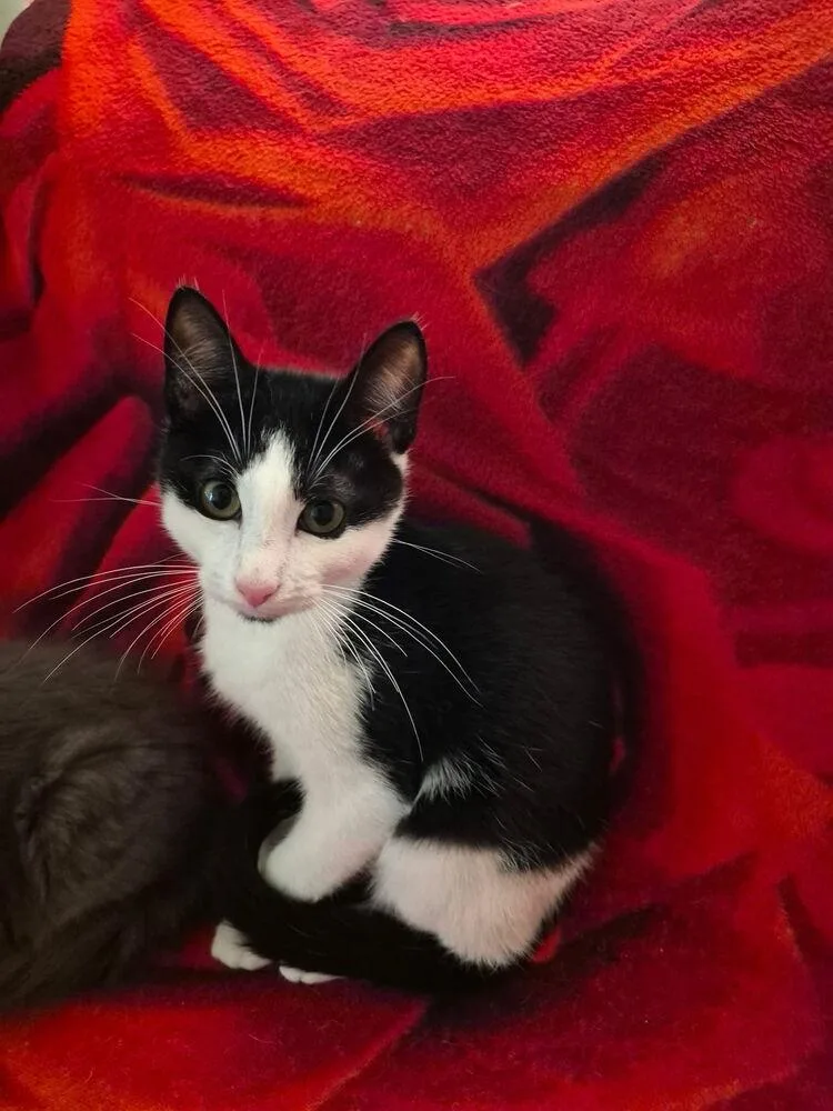 A baby small-sized male Black & White / Tuxedo Domestic Short Hair cat named Dandy for adoption in Dallas, TX