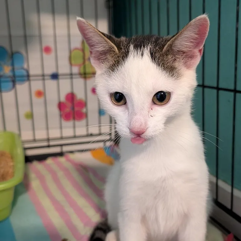A baby small-sized male White Domestic Short Hair cat named Echo for adoption in Jefferson city, TN