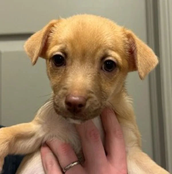 A baby small-sized male Chihuahua dog named Toast for adoption in Littleton, CO